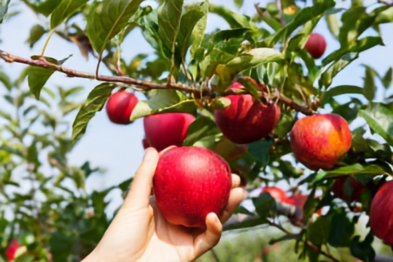 Picked fruit PSI prediction