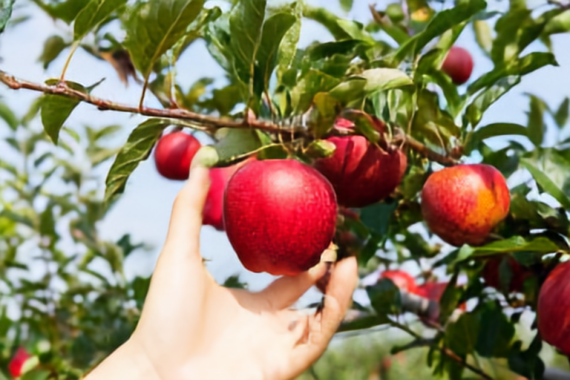 Released fruit PSI prediction