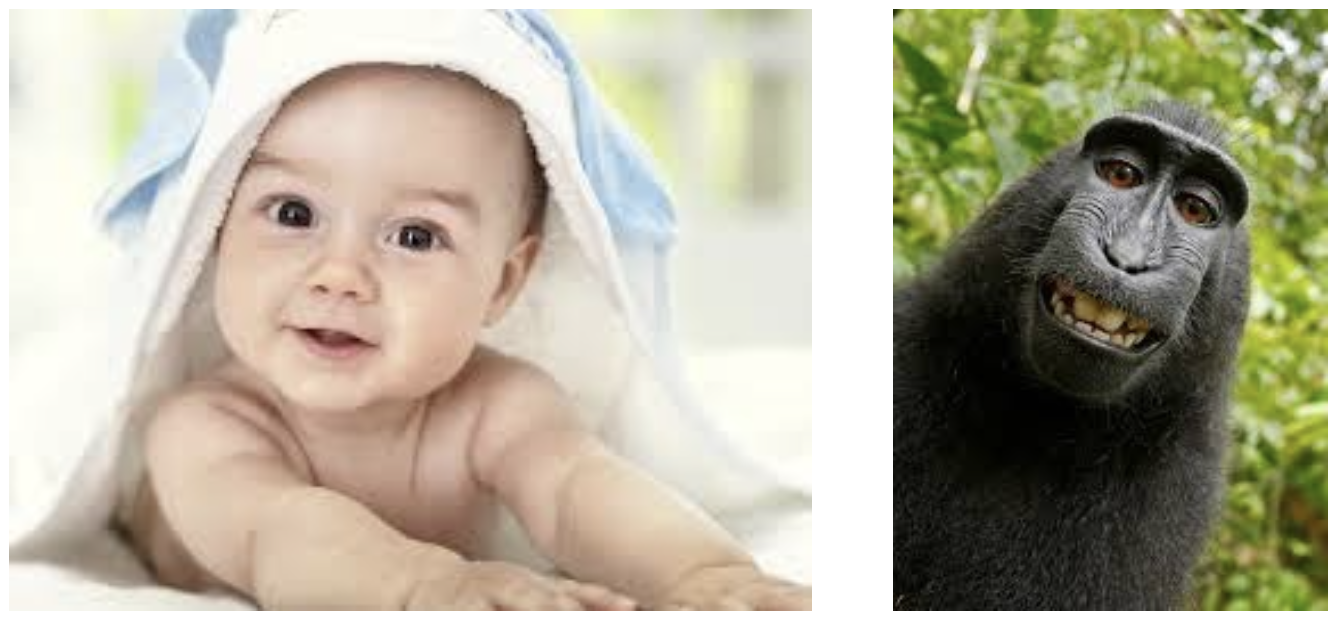 Human infants and non-human primates develop rich physical understanding without language
