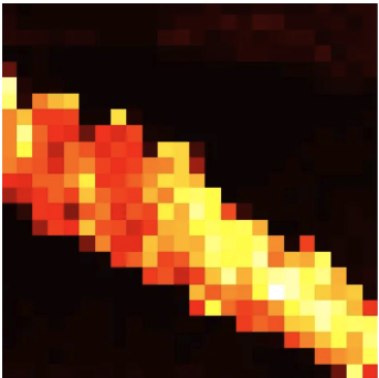 Dog — Motion probability
