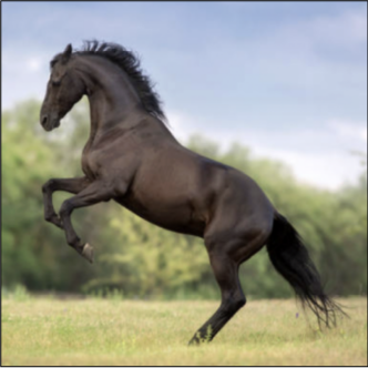 Horse — input